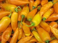 aji_amarillo_pepper