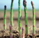 asparagus-2013