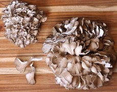 maitake